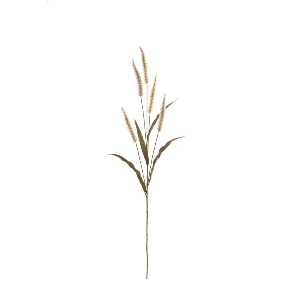 Fountain Grass Stem
