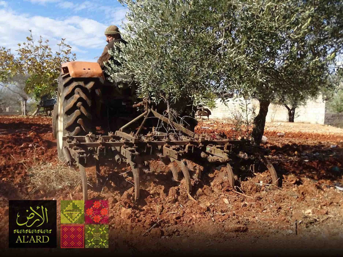 Al-Ard Premium Olive Oil
