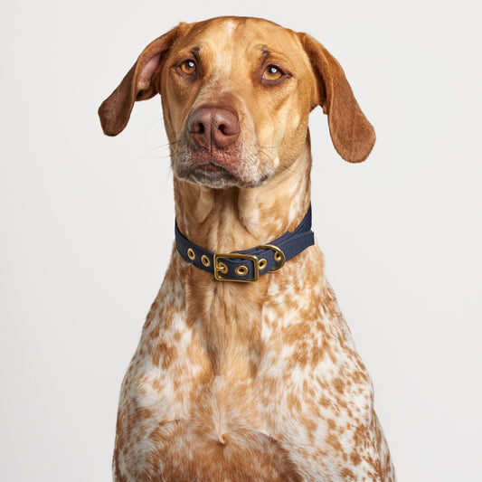 Brass All Weather Collar - Navy