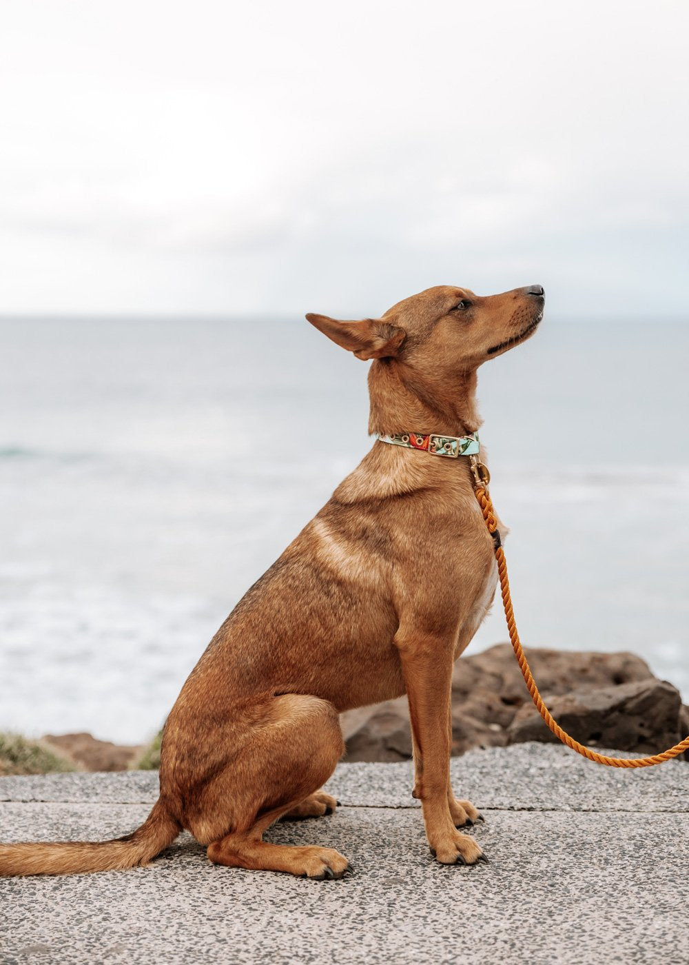 Brass Cafe Collar - Coastal Flower