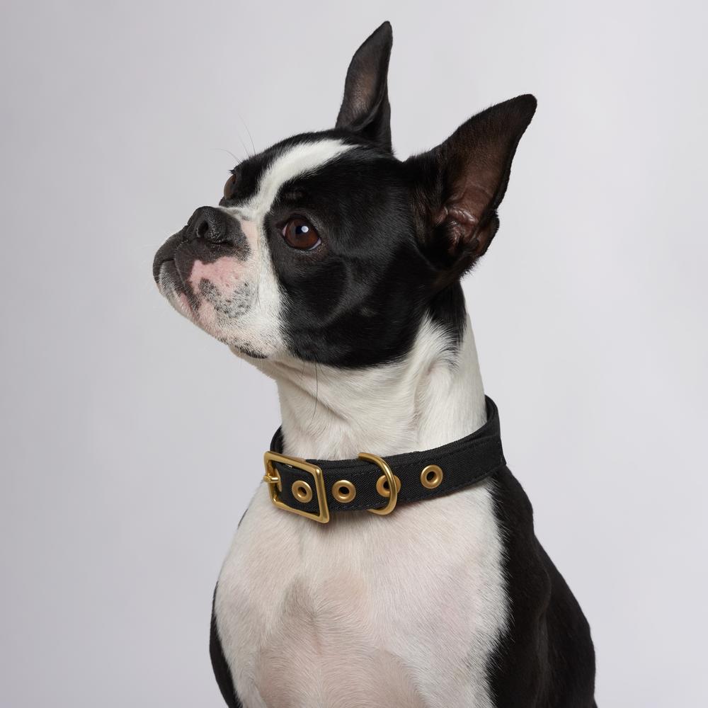 Brass All Weather Collar - Black