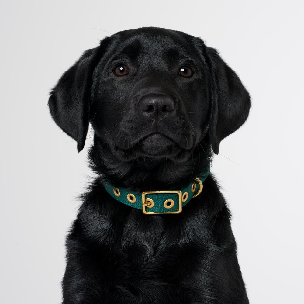 Brass All Weather Collar - Green