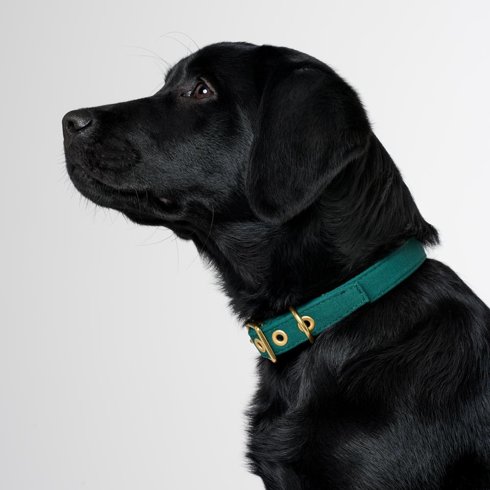 Brass All Weather Collar - Green