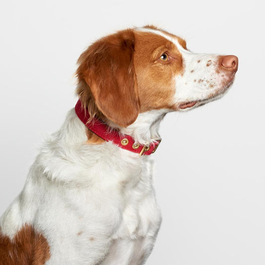 Brass All Weather Collar - Red
